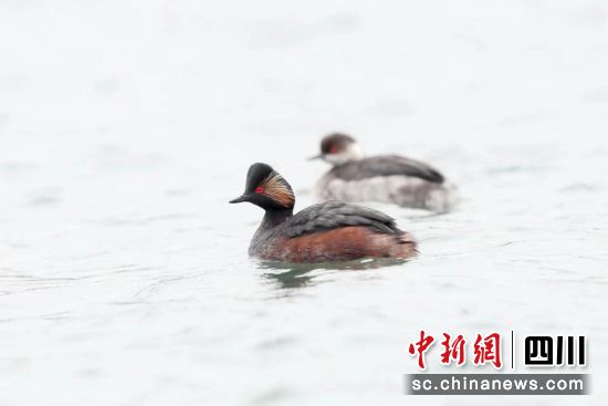 �����Ɍ�(du��)�ĺ��i�G�f��ˮ�������� ��������ý�w���Ĺ��D