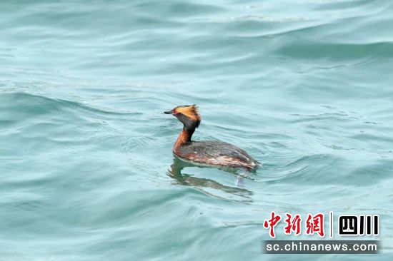 �������G�f�ڸ������С� ��������ý�w���Ĺ��D