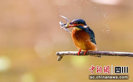 ���ڽ��͗��ӵĿ���С�����`���� ��������ý�w���Ĺ��D