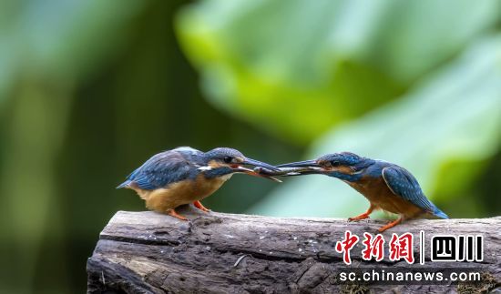 �����ڽ��͗��ӵĿ���С�����`���� ��������ý�w���Ĺ��D