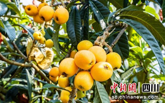 ���˳��������f�� �z