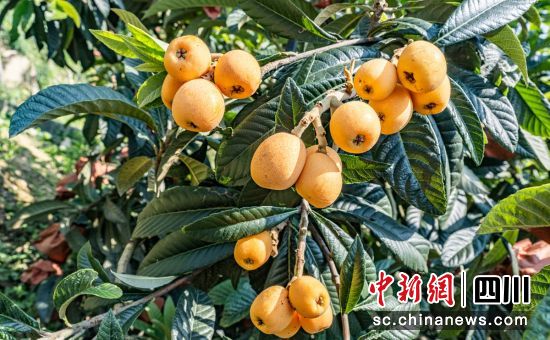 ���˳��������f�� �z