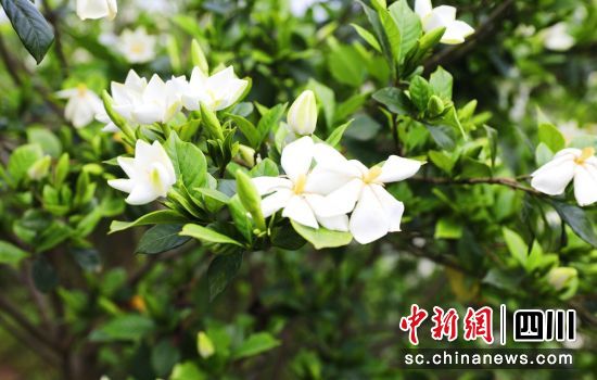 �d�ӻ�ʢ�_(k��i)�������� ���D