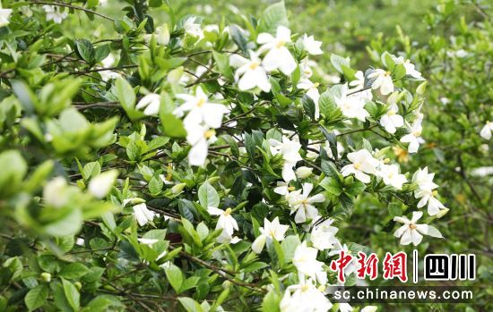 �d�ӻ�ʢ�_(k��i)�������� ���D