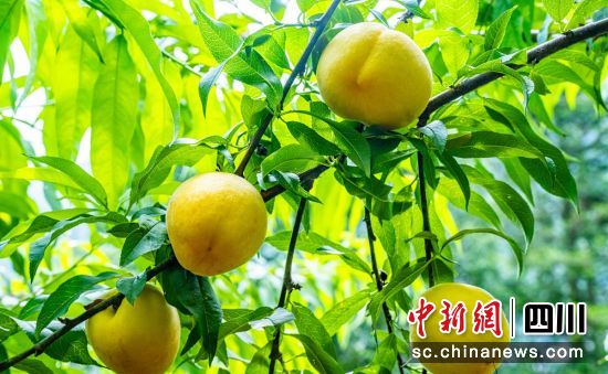 �S�ҳ��������f�� �z