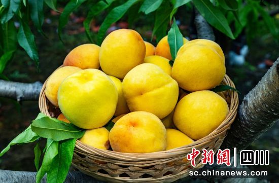 �S�ҳ��������f�� �z