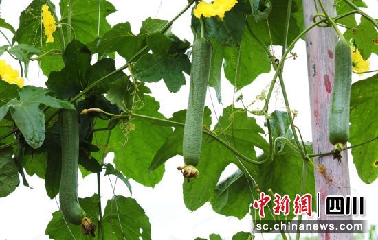 �z���S����ؕ����ý ���D