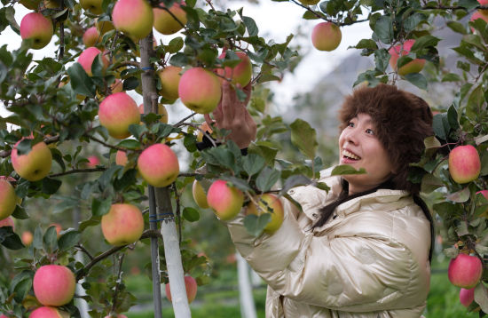 《游客體驗(yàn)蘋果采摘》 江宏景/攝 《游客體驗(yàn)蘋果采摘》 江宏景/攝