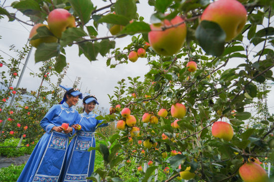 《蘋果采摘樂趣多》 秦廷富/攝 《蘋果采摘樂趣多》 秦廷富/攝